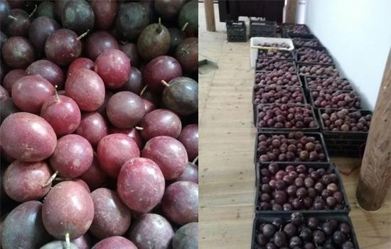 百香果的甜蜜时光,上市时刻与友情陪伴的温馨故事