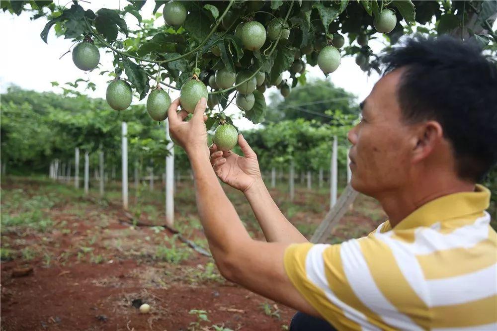 百香果的甜蜜时光,上市时刻与友情陪伴的温馨故事