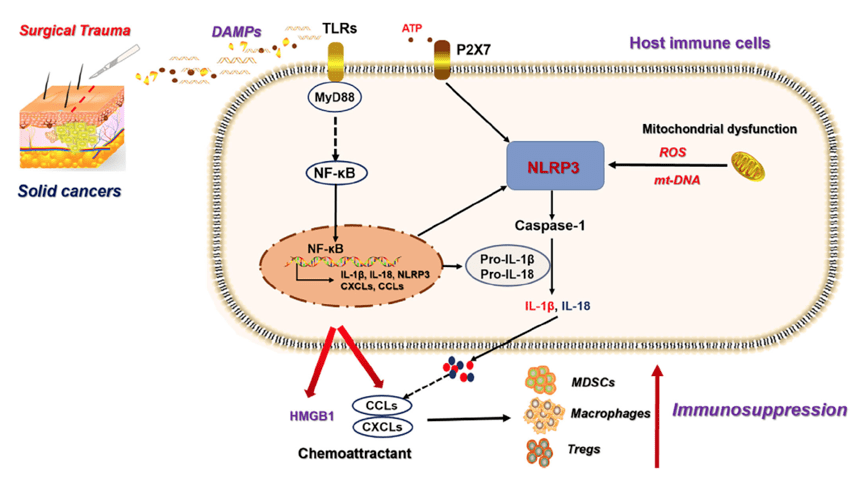 最新精巢研究进展概览