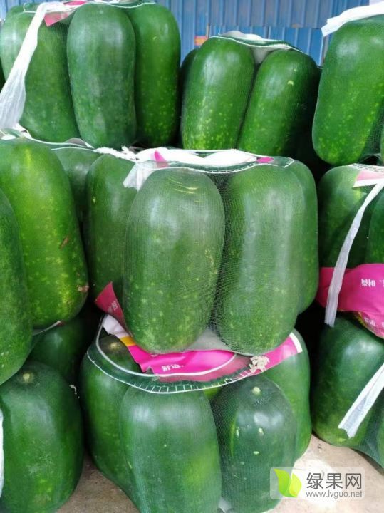 冬瓜批发市场行情概览与深度分析