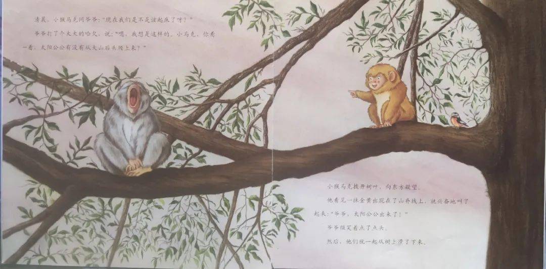 小猴伤寒论新版深度解读与科普探讨