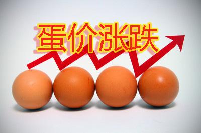 河北鸡蛋行情探秘,小巷鲜味背后的市场秘密