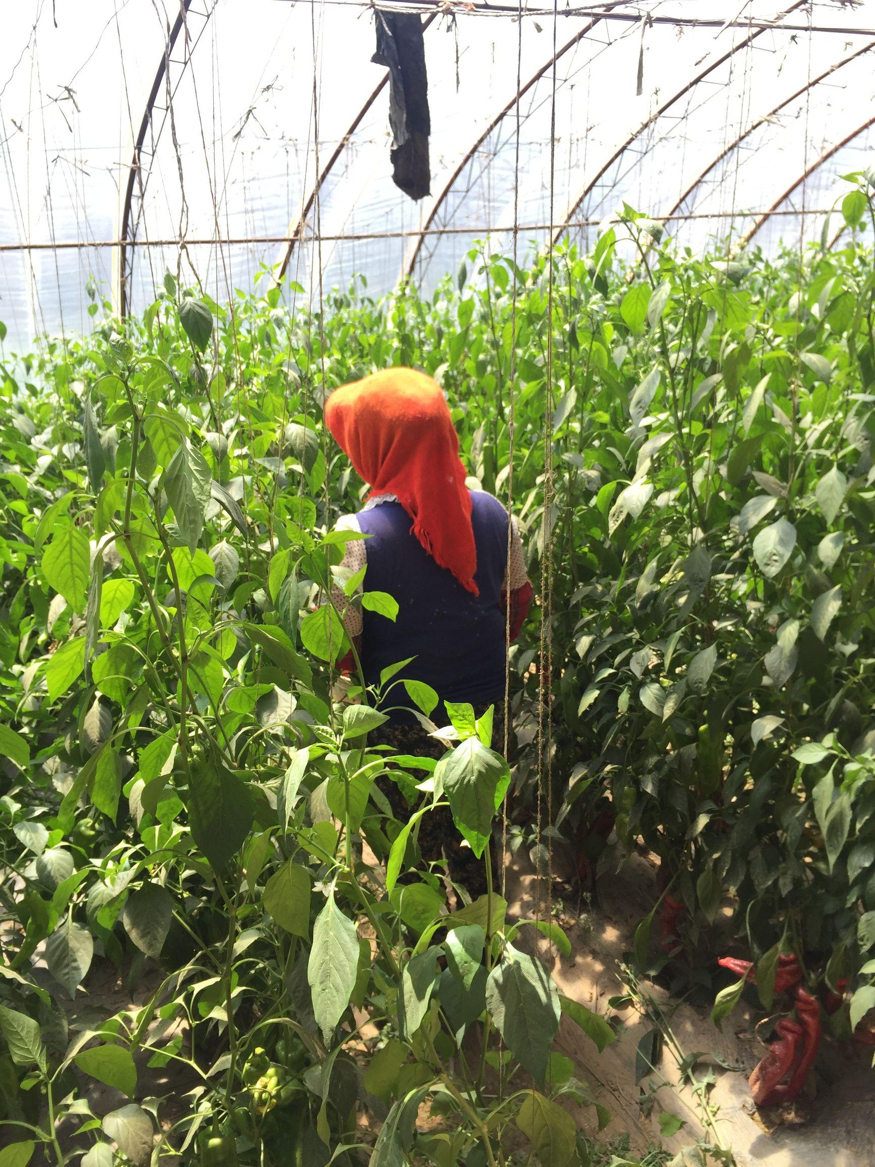 红辣椒价格最新动态,行情概览