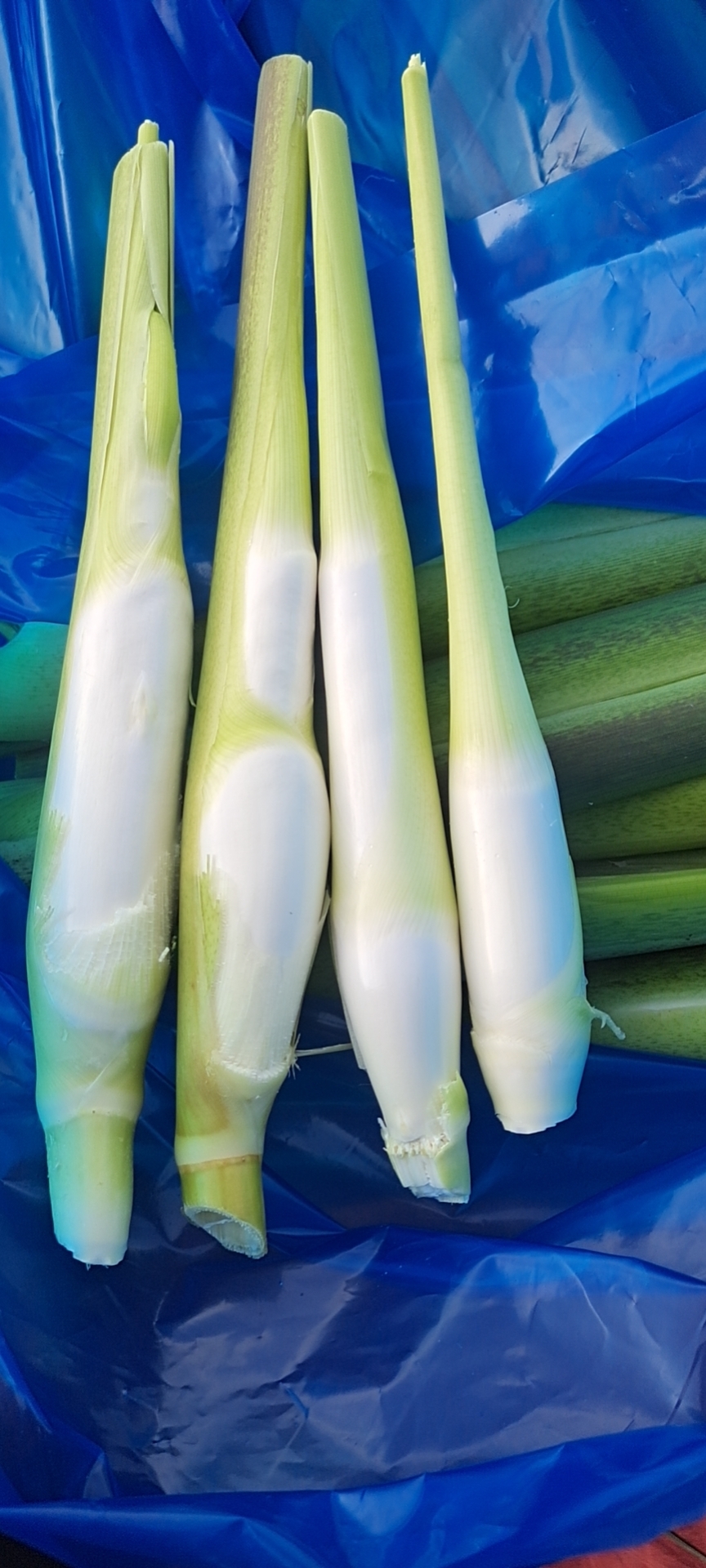 茭白行情详解,把握市场动态与行情分析策略