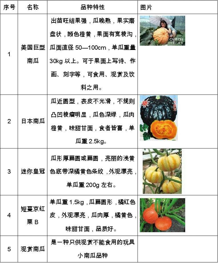 最新蔬菜品种大盘点,小巷中的绿色宝藏探秘之旅