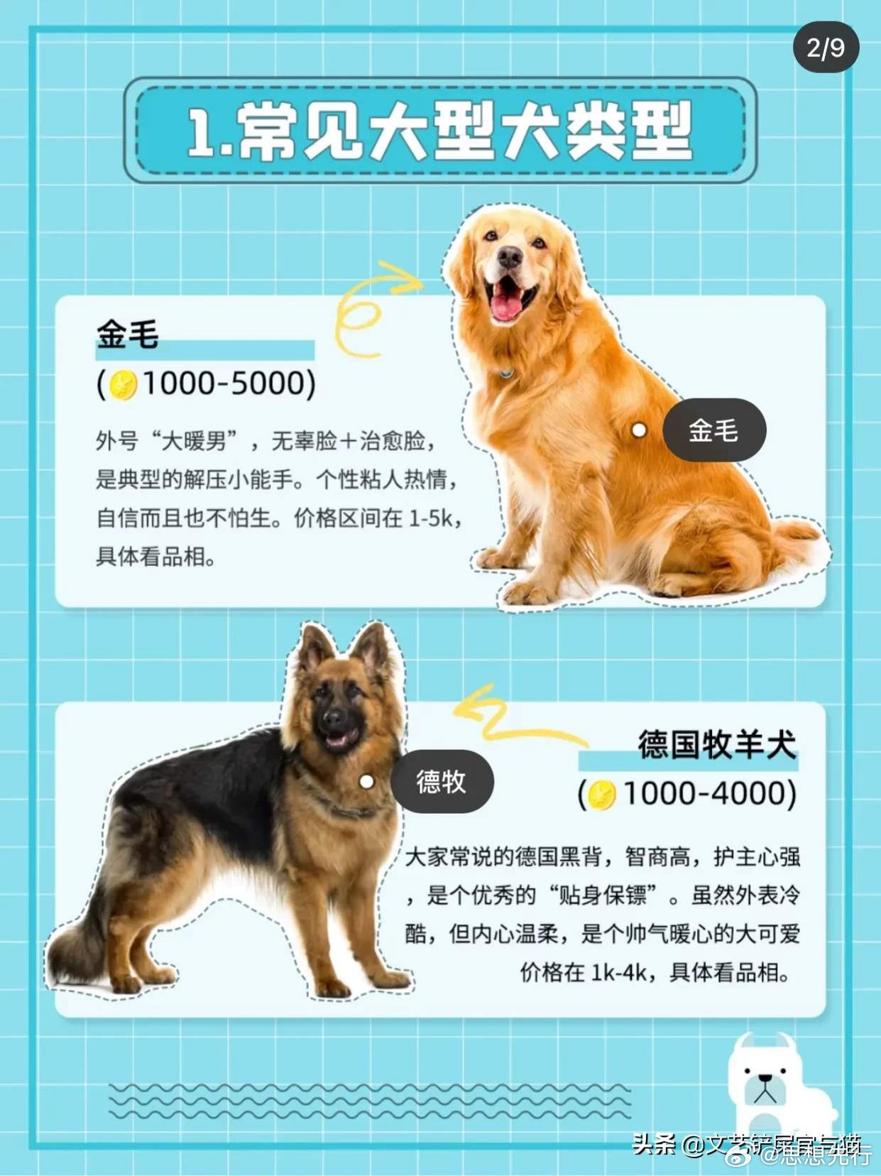天一犬舍全新种犬品种展示与介绍