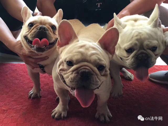 天一犬舍全新种犬品种展示与介绍