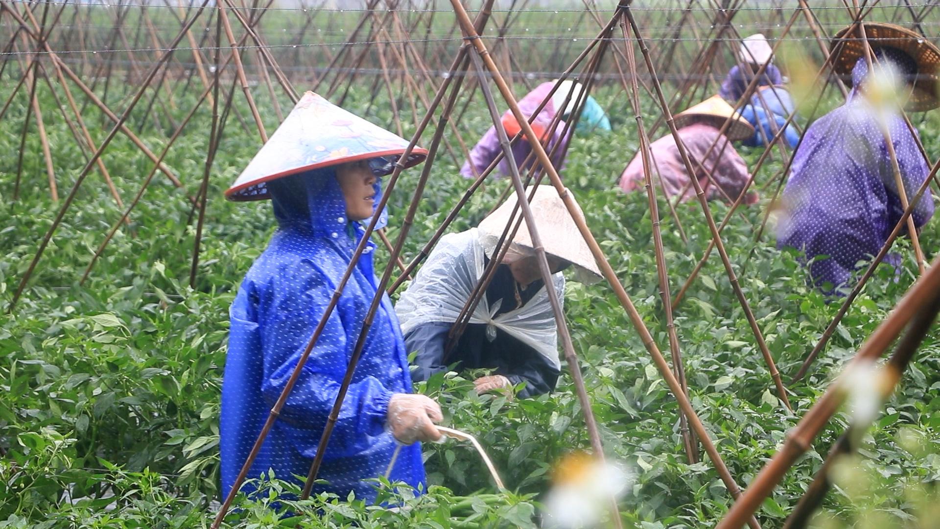 广西辣椒价格动态,科技智能预测重塑行业未来,引领新时代风潮