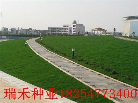 草社区2016官方入口,探索新潮社交的独特魅力