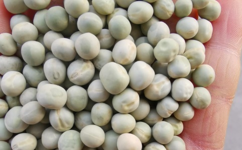 豌豆最新价格,时代印记与市场的波动影响