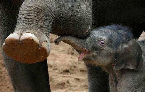 动物界最新动态,揭秘动物世界的最新消息