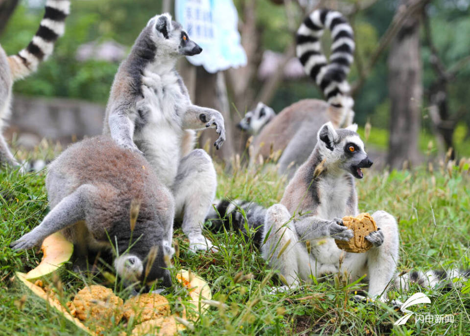 动物新闻最新动态与小巷深处的特色小店探秘