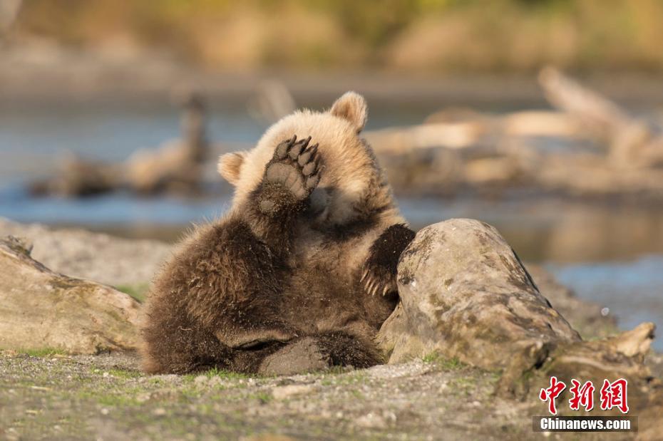 动物新闻最新动态与小巷深处的特色小店探秘