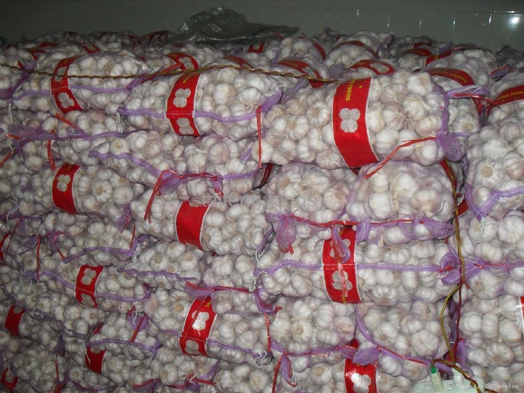 一颗蒜头的力量,今日大蒜最新价格与你的成长之路