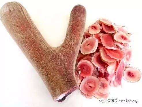 鹿茸价格2024最新动态,一场探寻内心平静的旅行冒险之旅