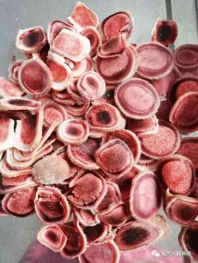 鹿茸价格2024最新动态,一场探寻内心平静的旅行冒险之旅