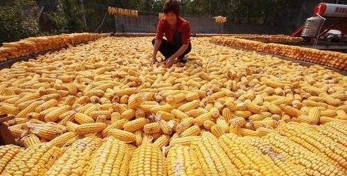 宁晋玉米价格最新行情,变化中的机遇与自我超越之旅