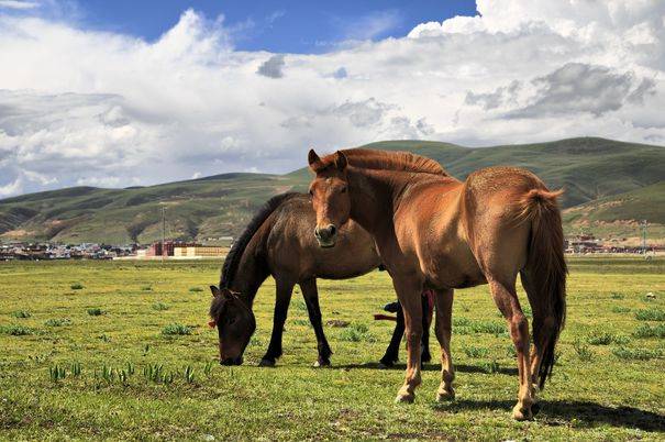 最新马日马任务完成指南,全方位教程适用于初学者与进阶用户