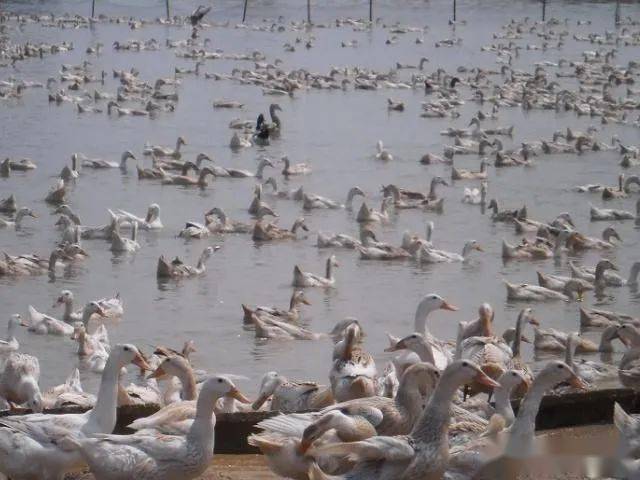 蛋鸭最新价格指南,如何获取最新蛋鸭价格信息