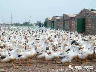 蛋鸭最新价格指南,如何获取最新蛋鸭价格信息