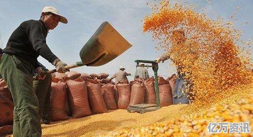 今日港口玉米最新价格详解及购买指南