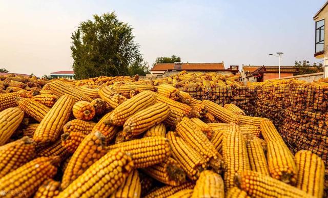 山东玉米价格行情更新,最新指南与报价