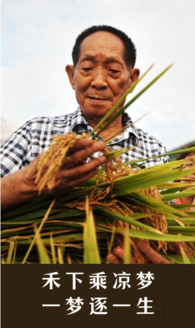 袁隆平最新动态,科技领航,稻香四溢,引领未来农业发展新篇章