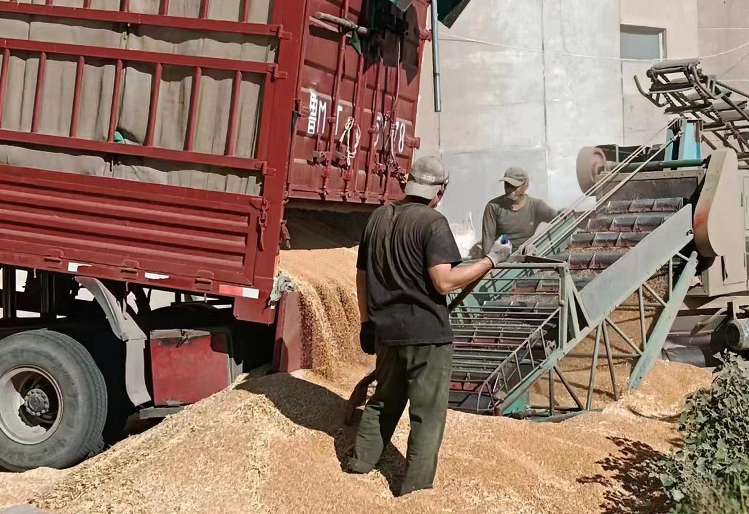 麸皮最新行情动态及分析