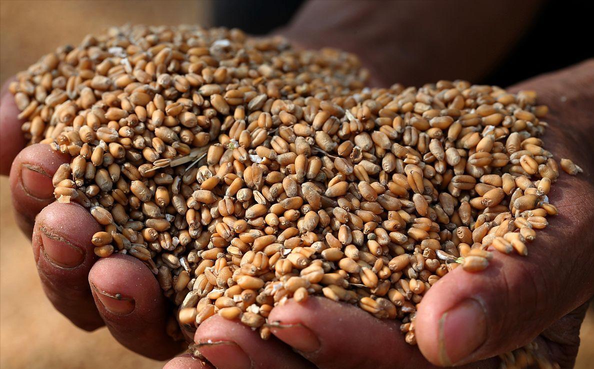 最新麦价走势及分析概述