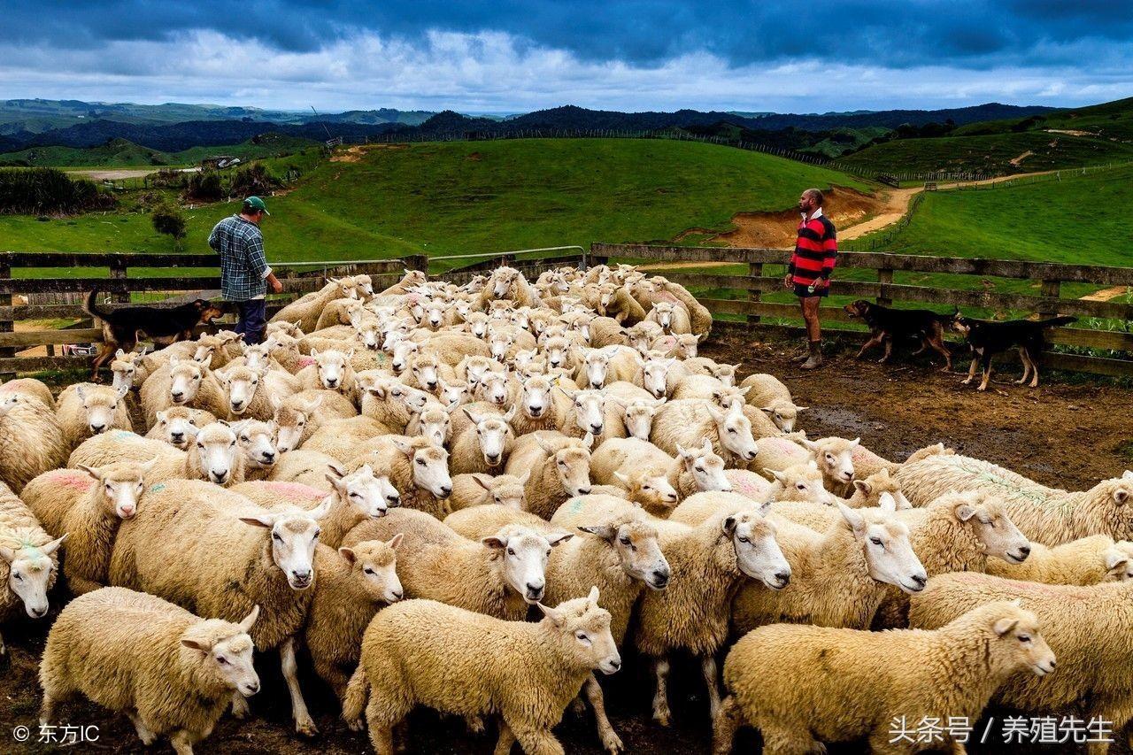 羊价动态,从羊群到人生舞台,学习变化的力量铸就自信与成就之路