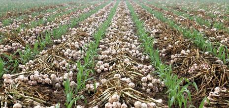 大蒜最新价格及小巷深处的独特风味探索