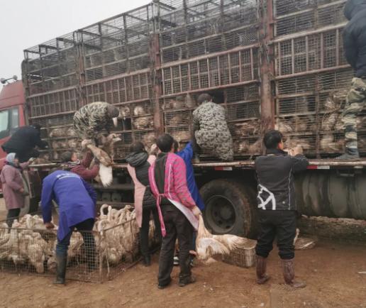 最新肉鹅价格分析,市场走势及多方观点探讨