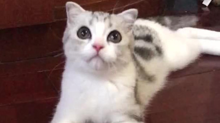 喵咪最新版,温馨有趣的日常故事集锦