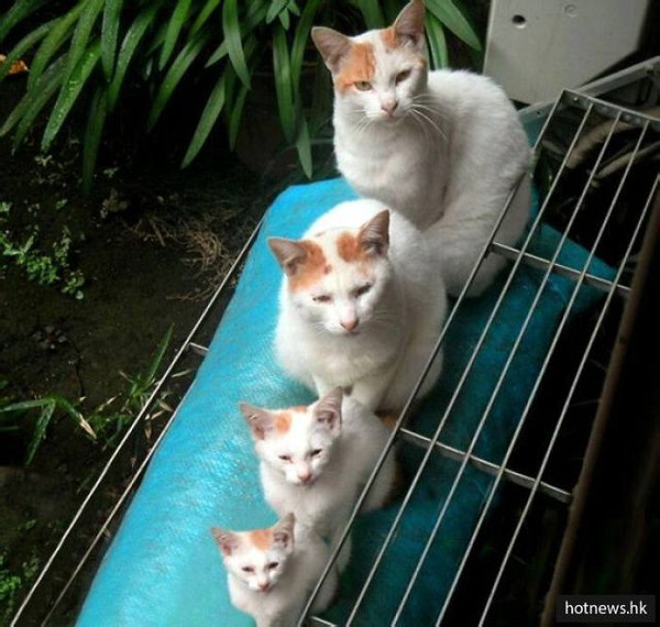 喵咪最新版,温馨有趣的日常故事集锦