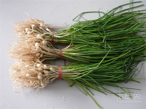 药材薤白的未来行情与温馨故事