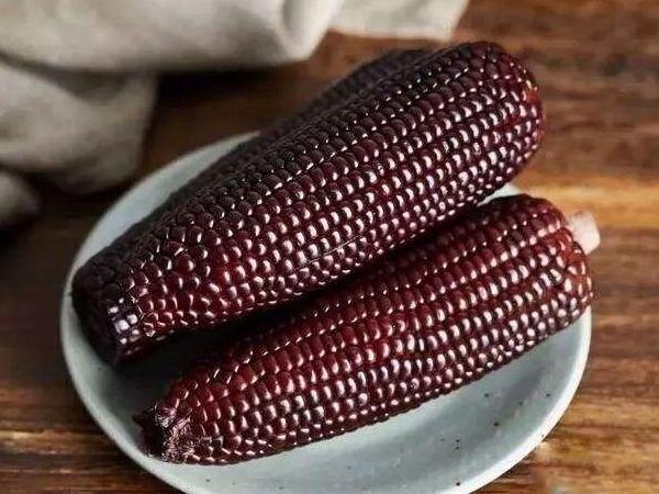 十五载辉煌历程,从初创到崛起的15wjcom最新发展探索