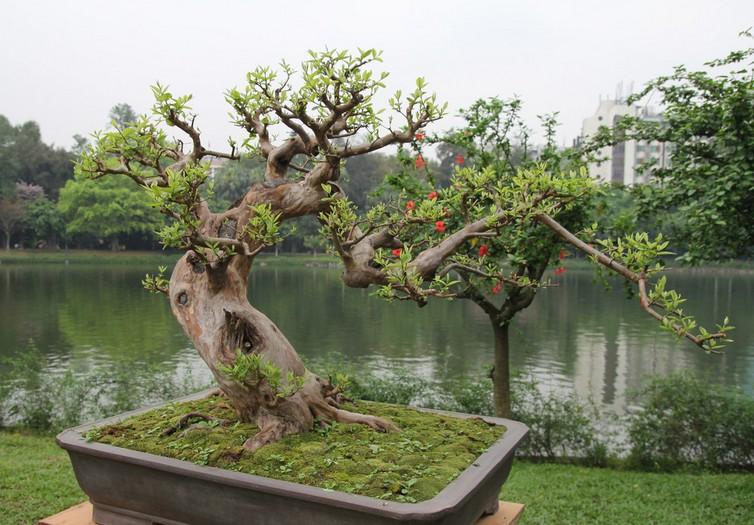 最新石榴盆景图片及其制作指南