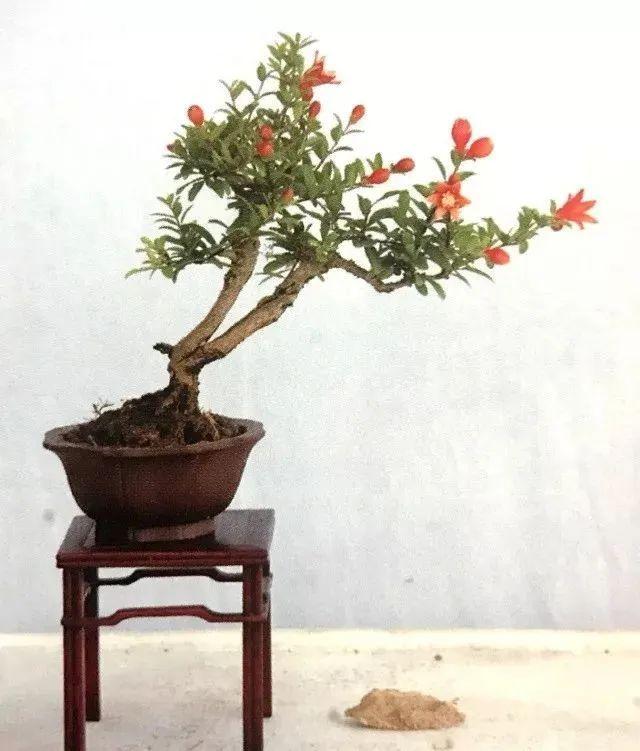 最新石榴盆景图片及其制作指南