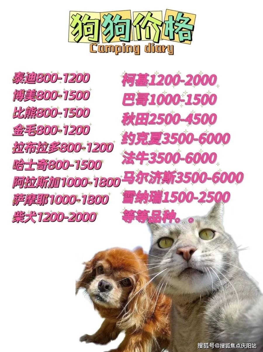 马犬最新价格,变化中的价值与学习的力量探索