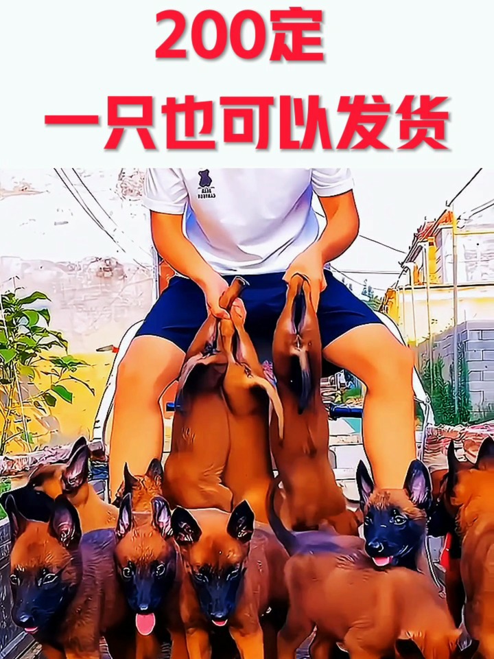 马犬最新价格,变化中的价值与学习的力量探索