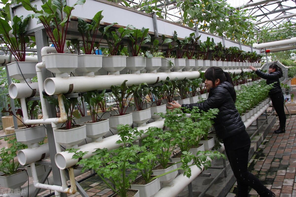 全国蒜薹最新价格回顾与洞察,洞悉市场动态,洞悉未来趋势