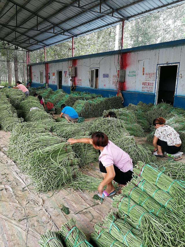 成武豆角最新价格，味道变迁中成长的故事