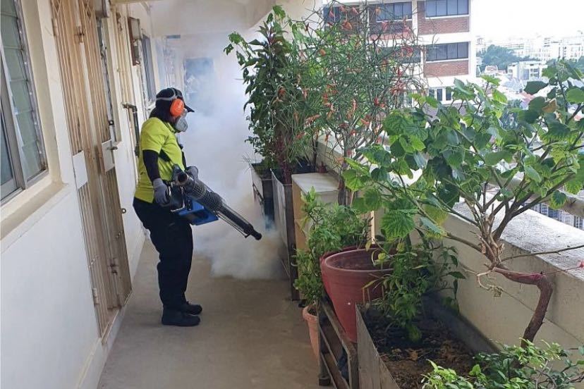 新加坡登革热最新疫情,自然美景中的心灵静谧之旅