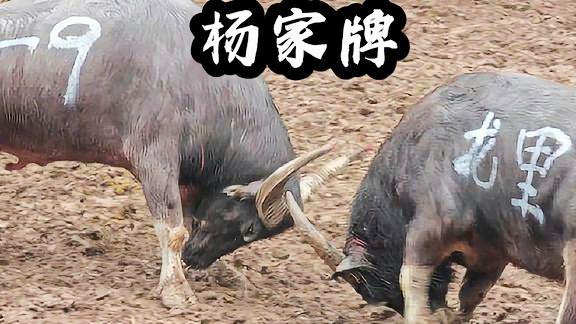 2025最新斗牛视频,视觉盛宴的独家分享