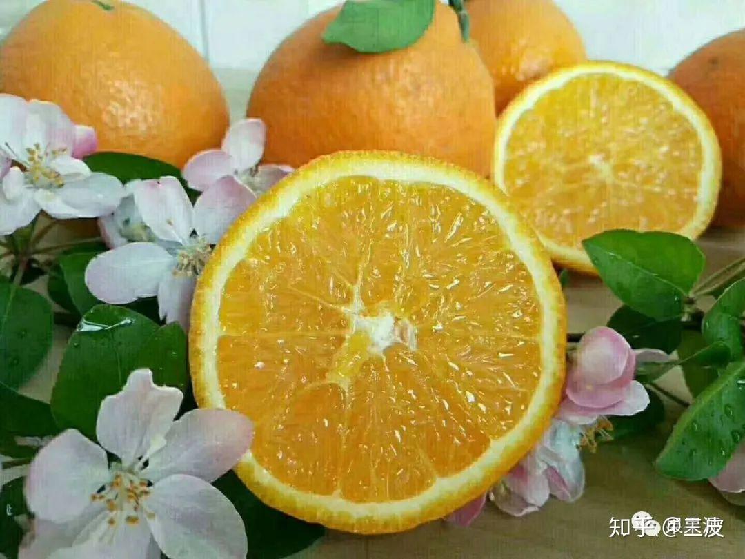 最新脐橙品种探索之旅,自然美景的味蕾盛宴