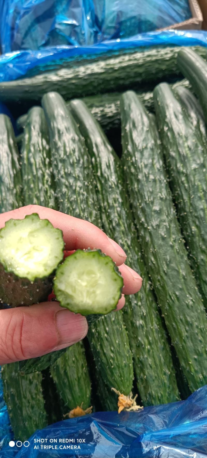 科技引领农业新时代,夏邑黄瓜最新行情与智能之旅