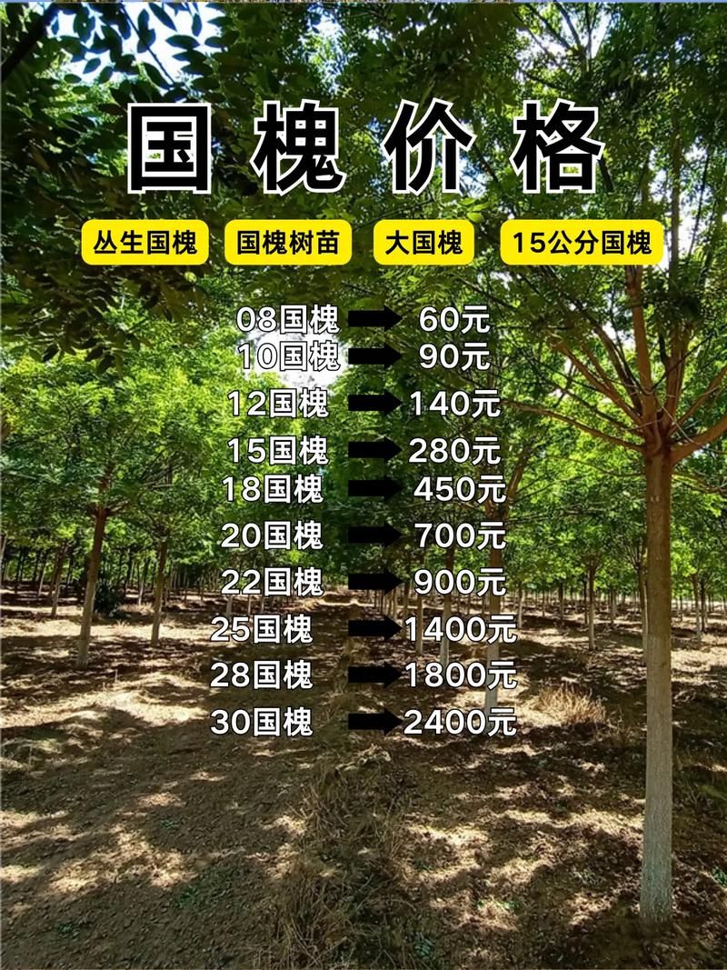 国槐最新求购信息及详细步骤指南