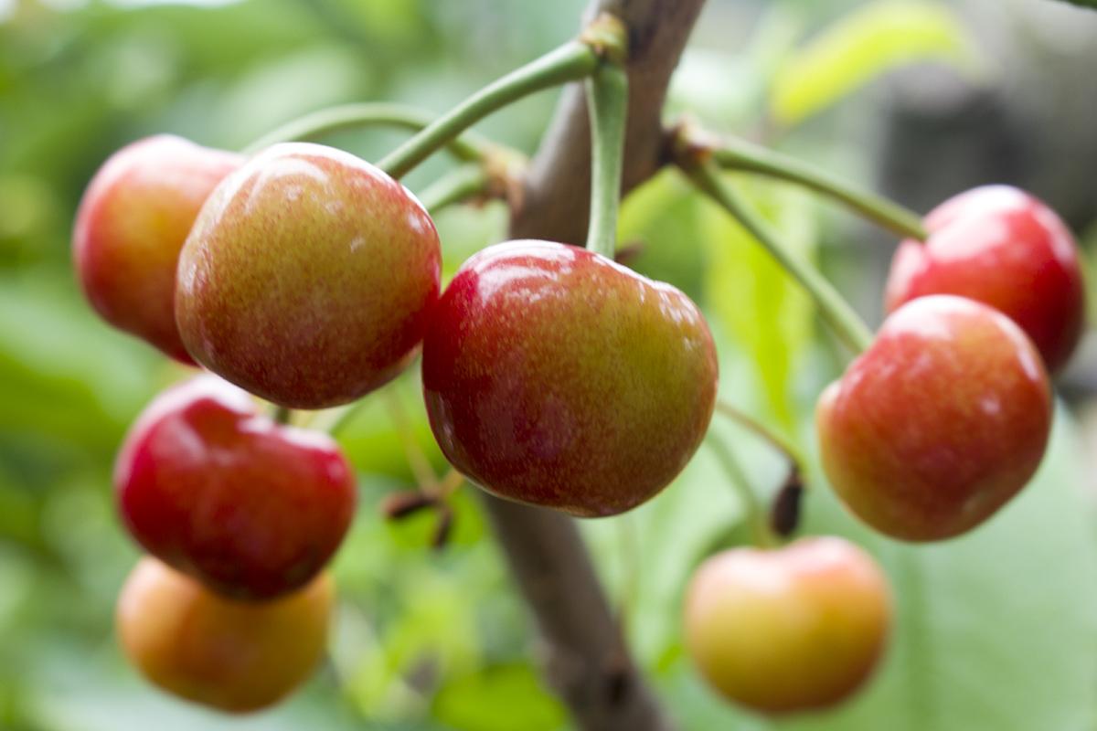 樱桃今日最新价格揭秘,市场走势与影响深度分析