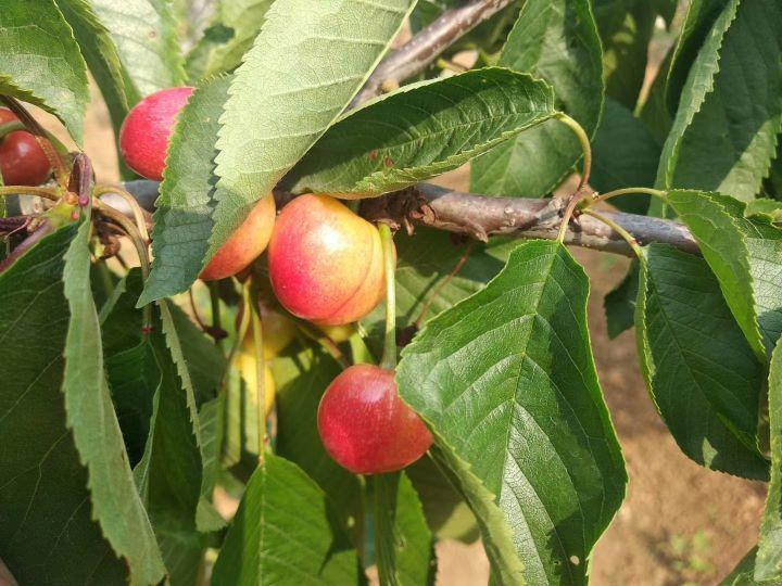 樱桃今日最新价格揭秘,市场走势与影响深度分析