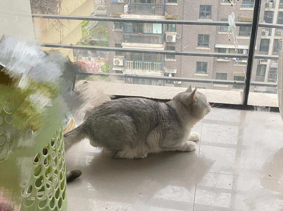 最新乌鸫吧,领略独特魅力的绝佳平台!